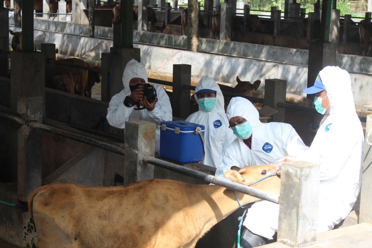 podiumnews.com-Vaksinasi PMK di Badung Sasar 34.141 Ekor Sapi